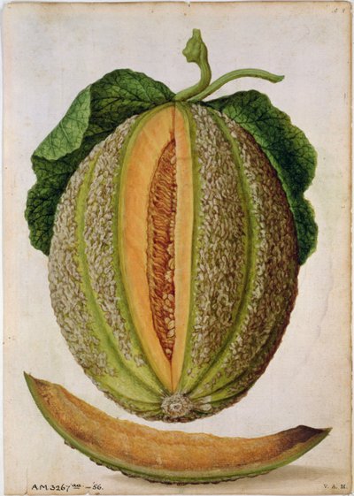 Melone, c.1568 da Jacques Le Moyne